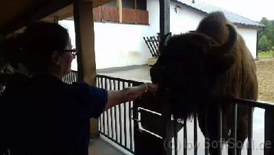 wisent