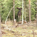 PIC00334