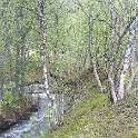birken