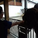 wisent